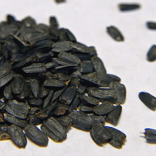 Coneflower, Prairie (Ratibida pinnata)