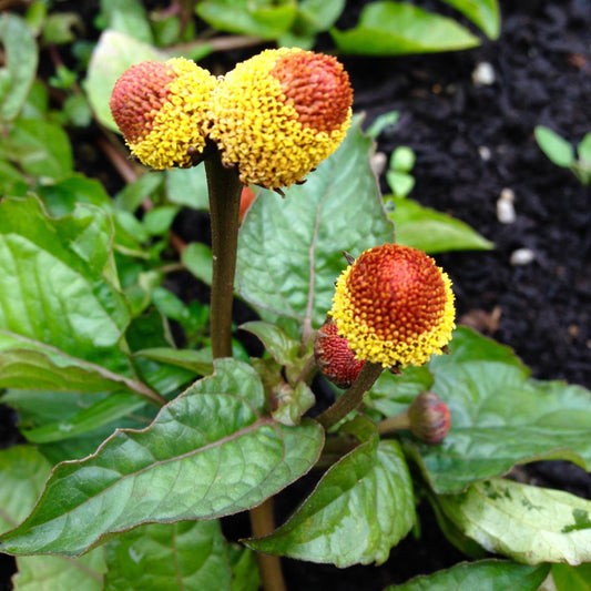 Spilanthes, Official (Acmella oleracea)