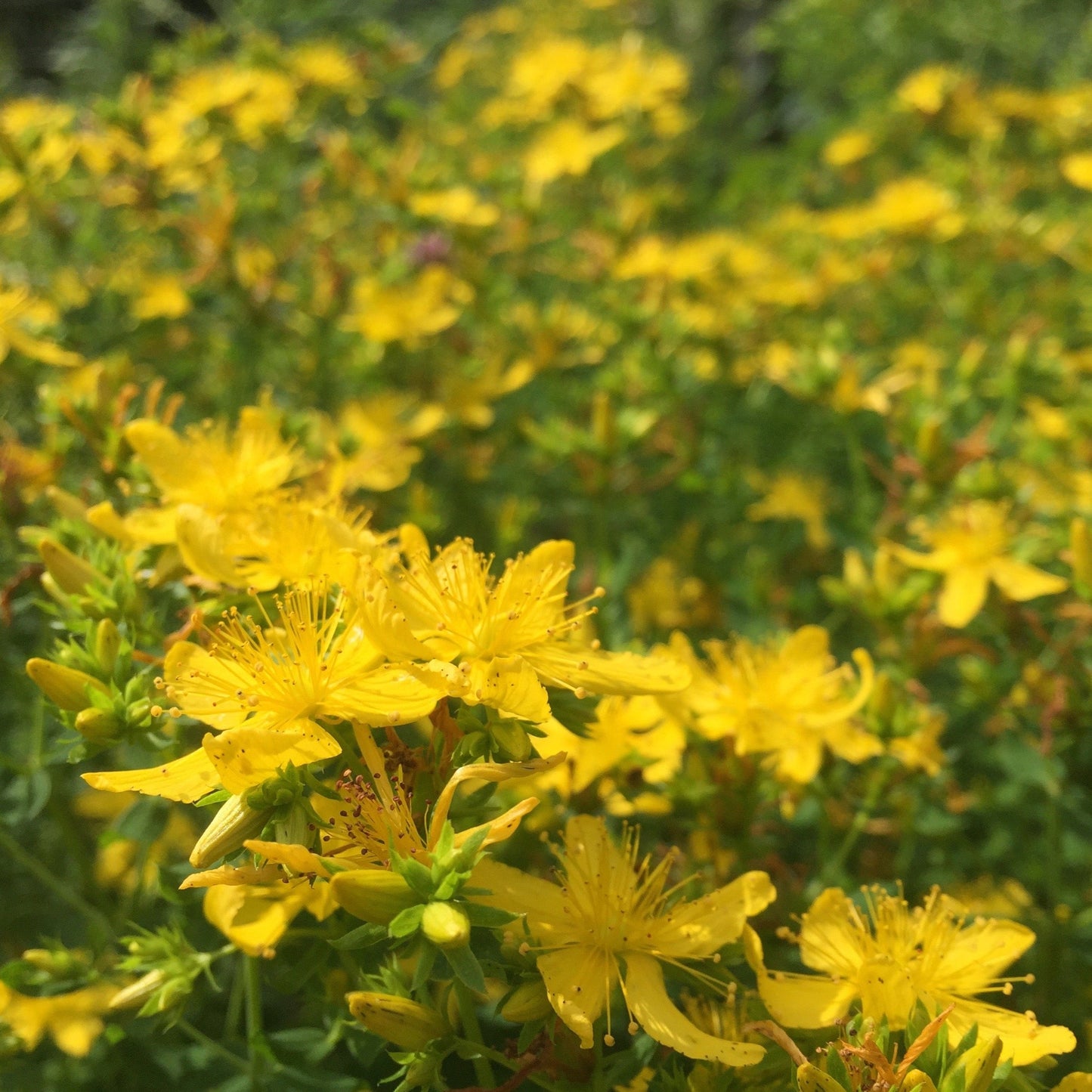 St. John's Wort (Hypericum perforatum)
