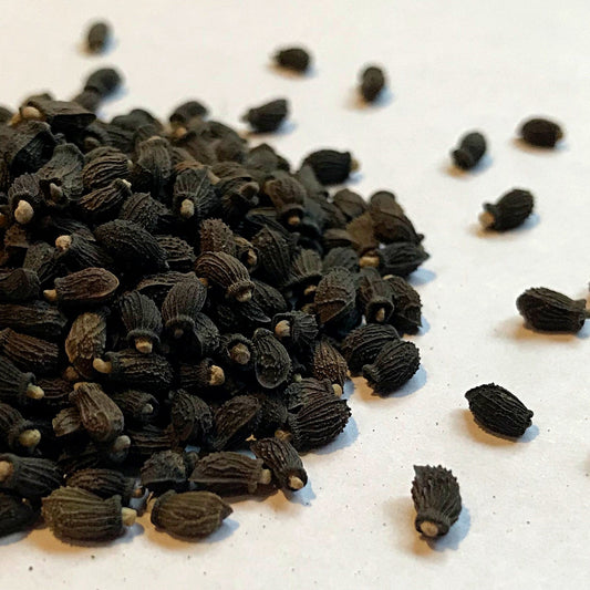 Borage (Borago officinalis)