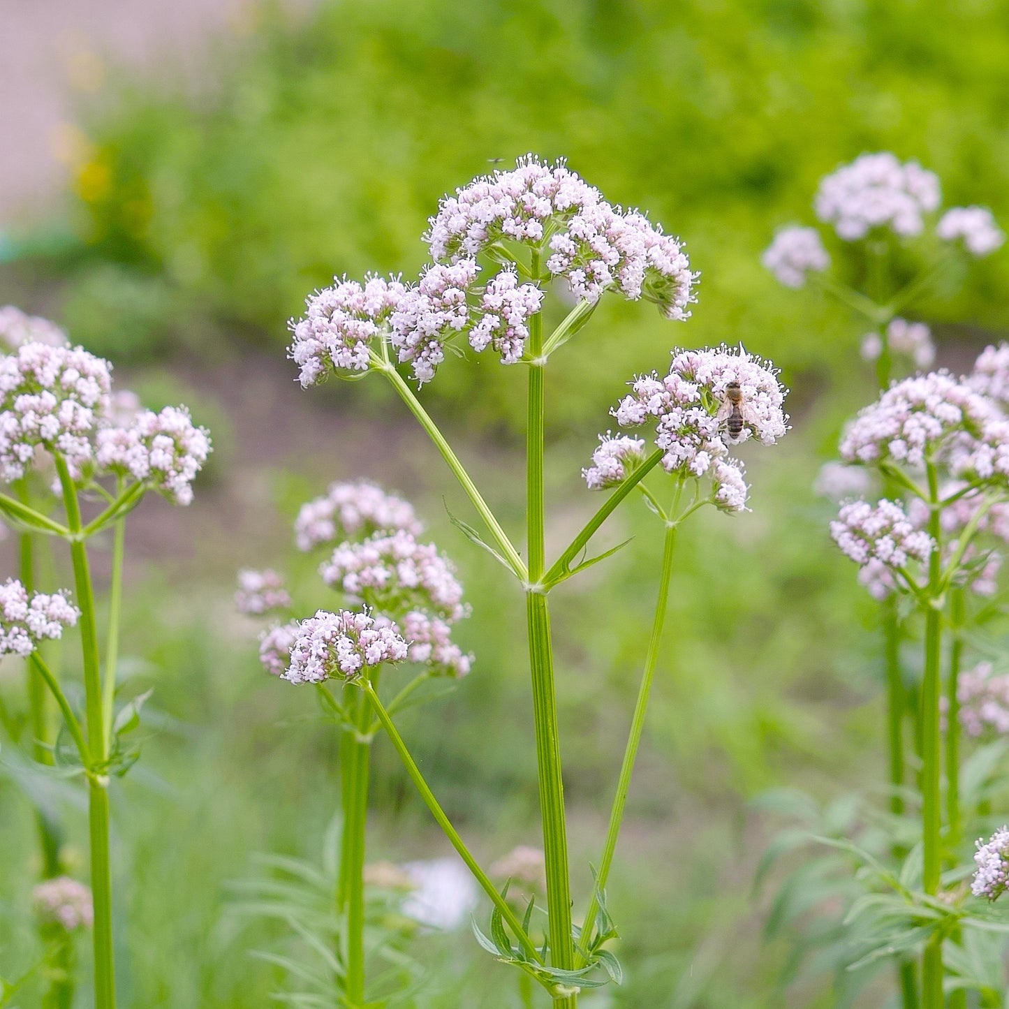 Valerian, Official (Valeriana officinalis)