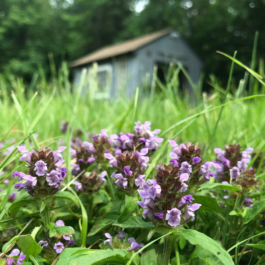 Heal All (Prunella vulgaris)