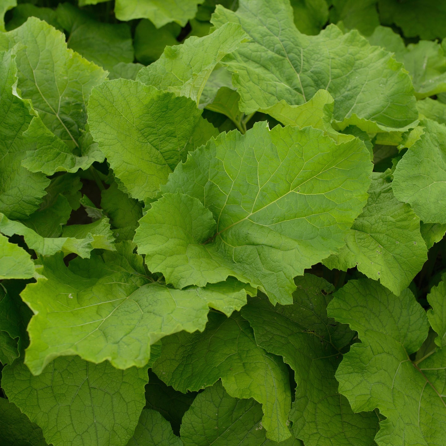Burdock, Gobo (Arctium lappa)