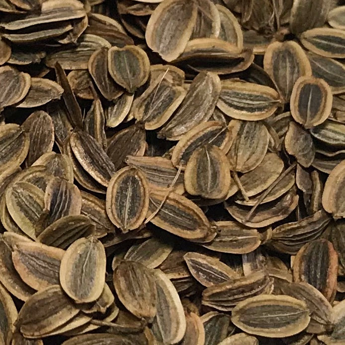 Dill, Mammoth (Anethum graveolens)