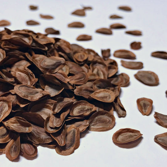 Milkweed, Rose (Asclepias incarnata)