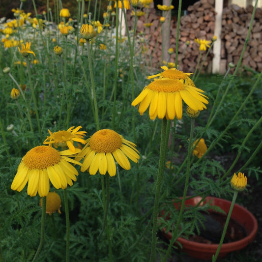 Chamomile, Dyer's (Anthemis tinctora)