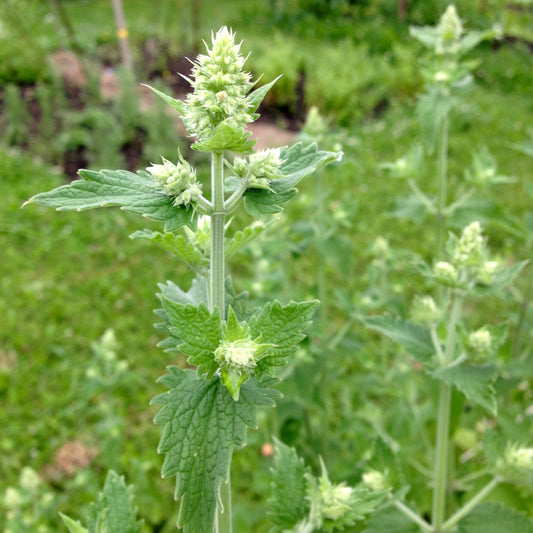 Catnip, Official (Nepeta cataria)