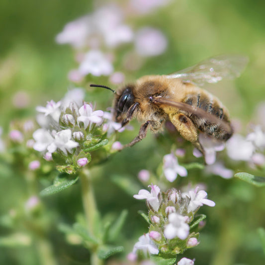 Thyme, Varico 2 (Thymus vulgaris)