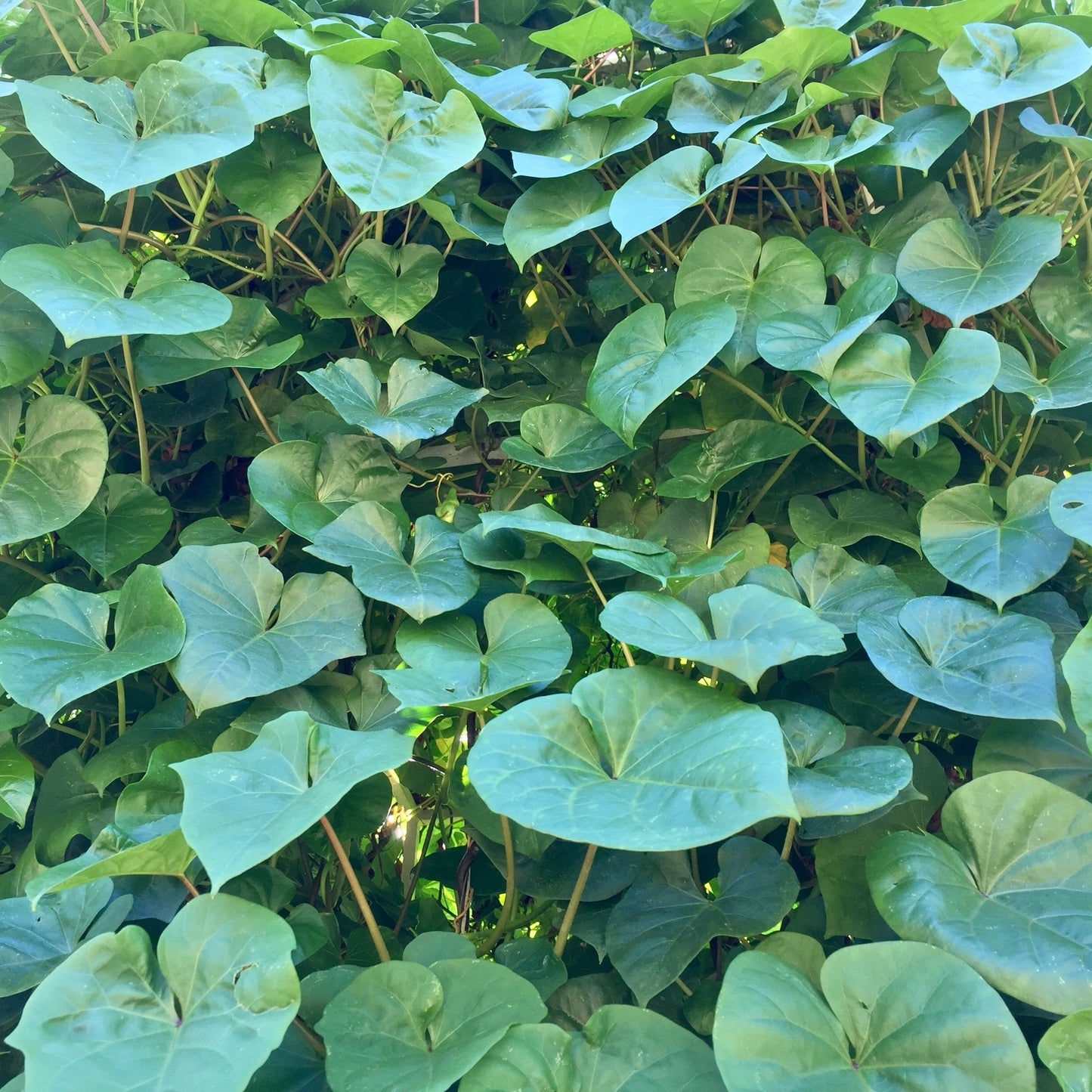 Moonflower, Giant (Ipomoea alba)