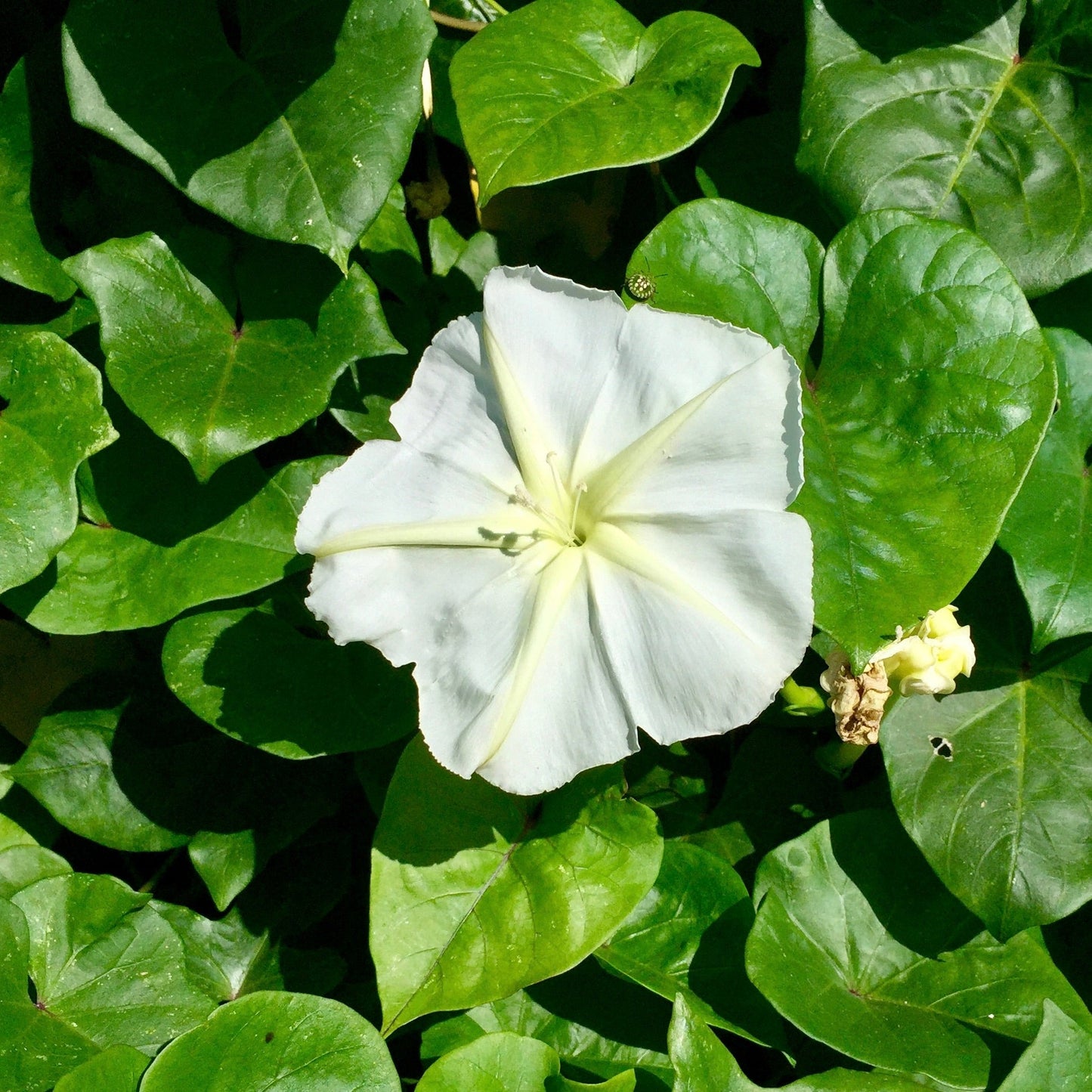 Moonflower, Giant (Ipomoea alba)