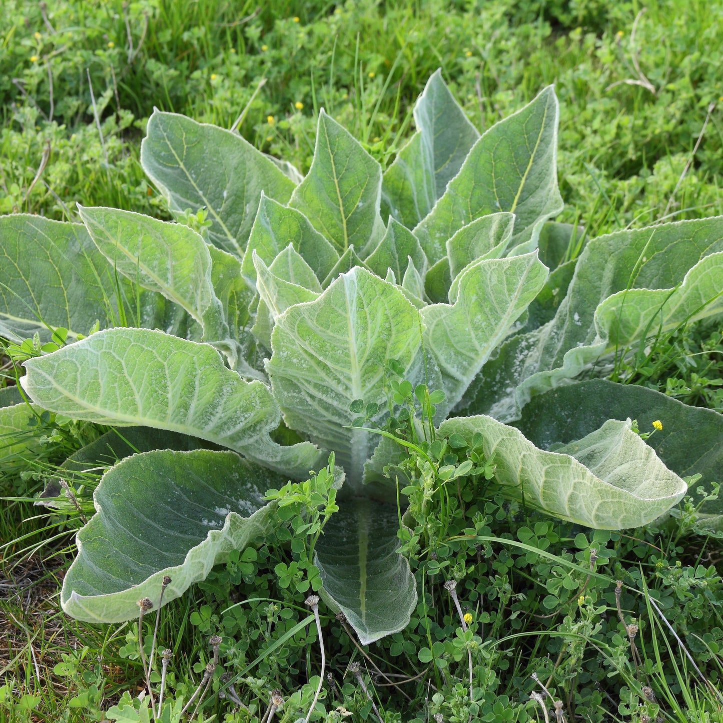 Mullein, Common (Verbascum thapsus)