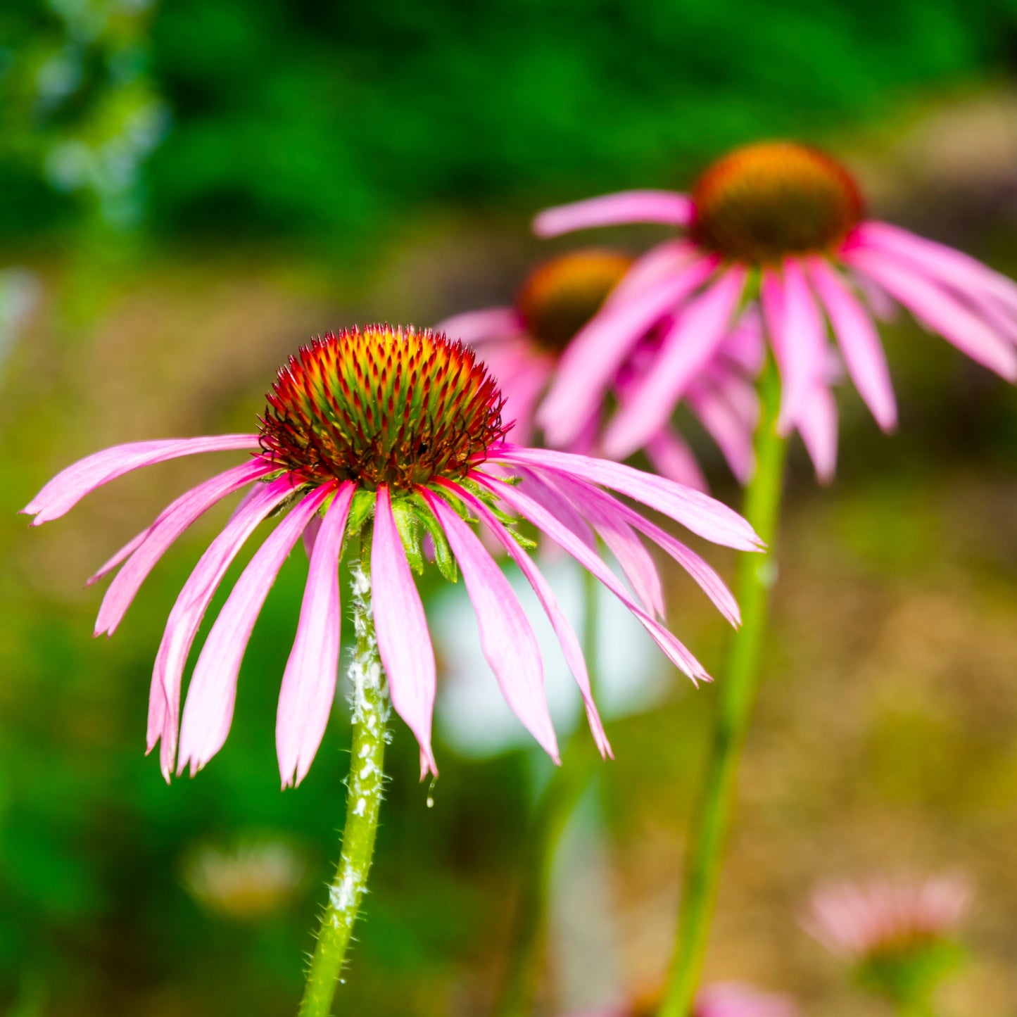 Echinacea aka Narrow-leaved Coneflower (Echinacea angustifolia)
