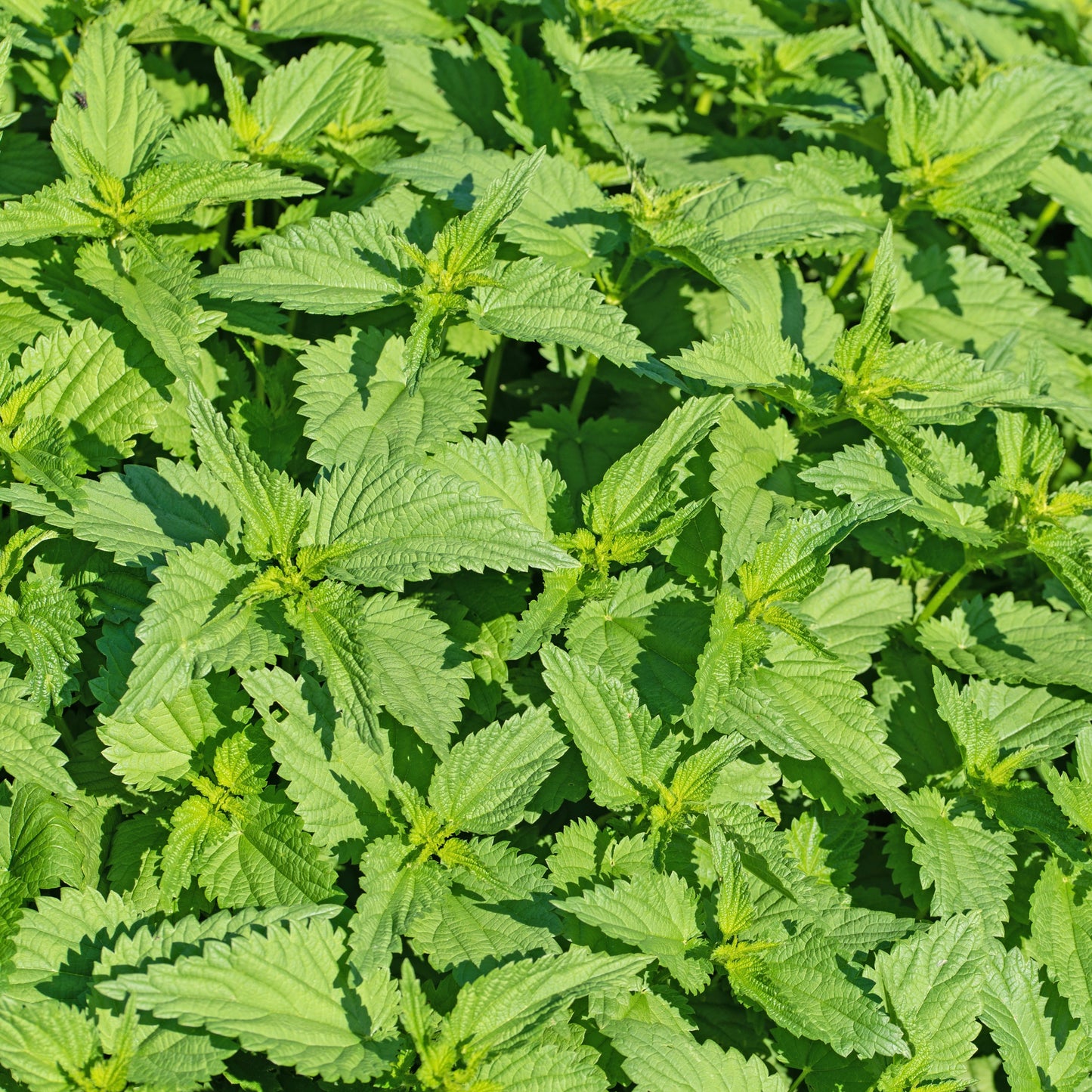 Nettles, Stinging (Urtica dioica)