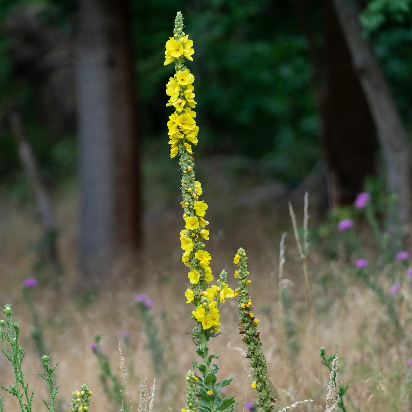 Mullein, Common (Verbascum thapsus)