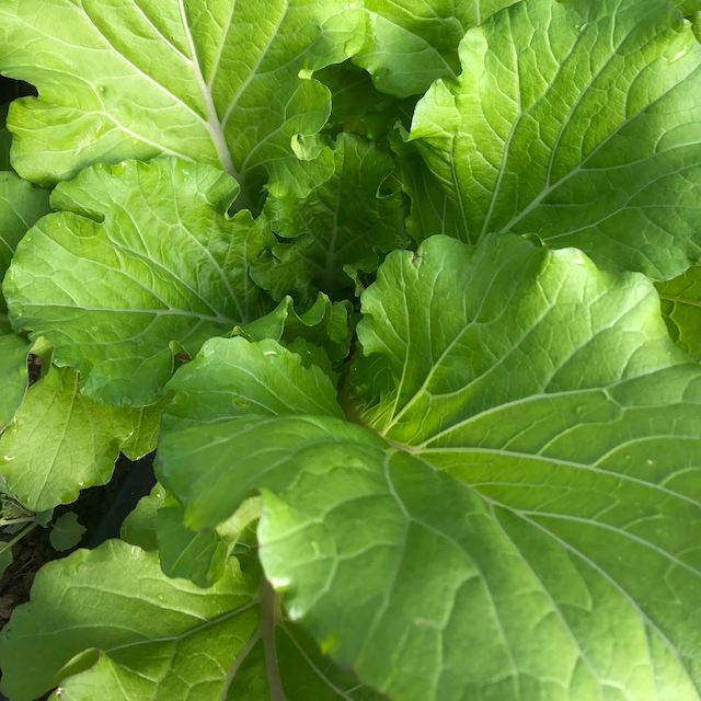 Bekana Mustard