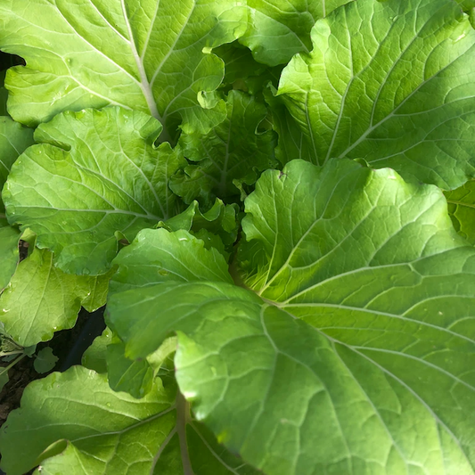 Bekana Mustard