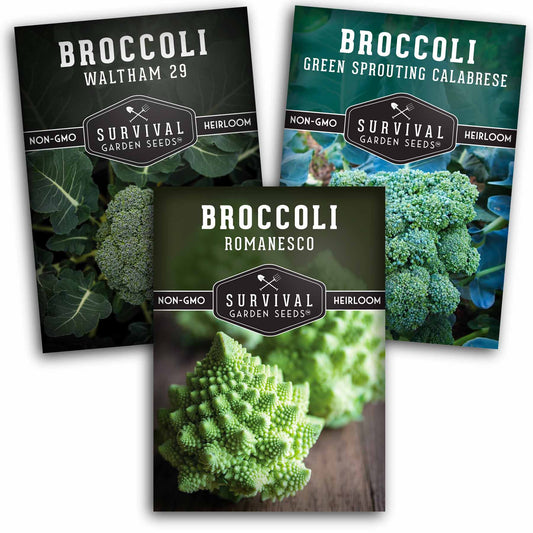 Broccoli Seed Collection - 3 Reliable Broccoli Varieties