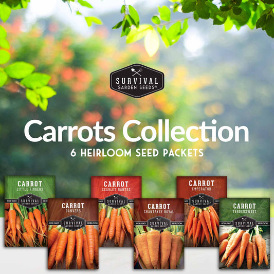 Carrot Seed Collection – Six Heirloom Garden Carrot Varieties for Fresh Eating, Juicing, Storage & Preserving