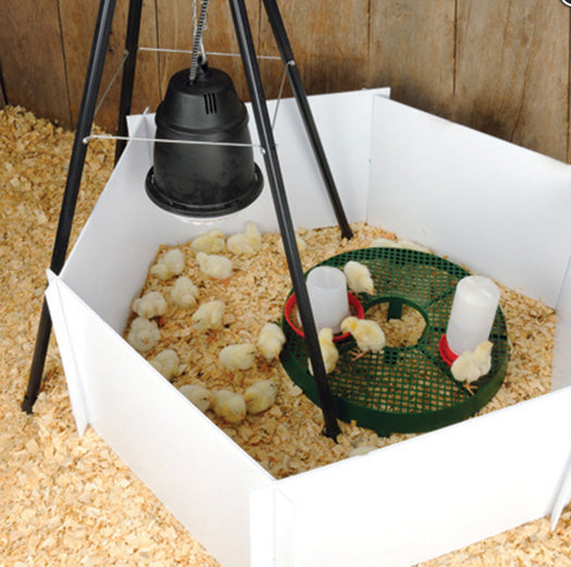 Chick Stand