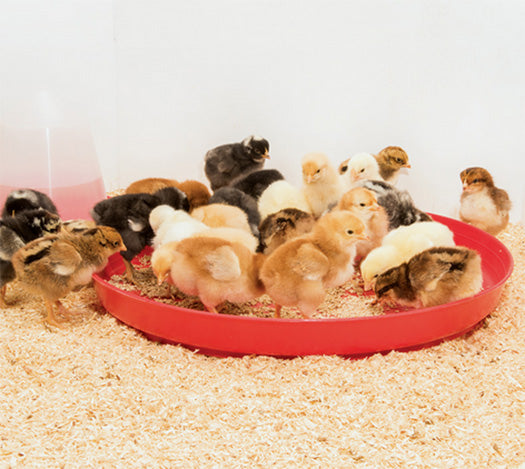 Chick Tray