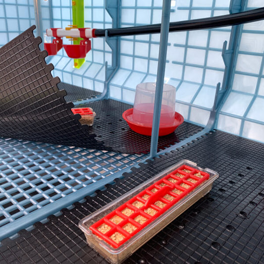 Chick Starter Drinker (12 oz)