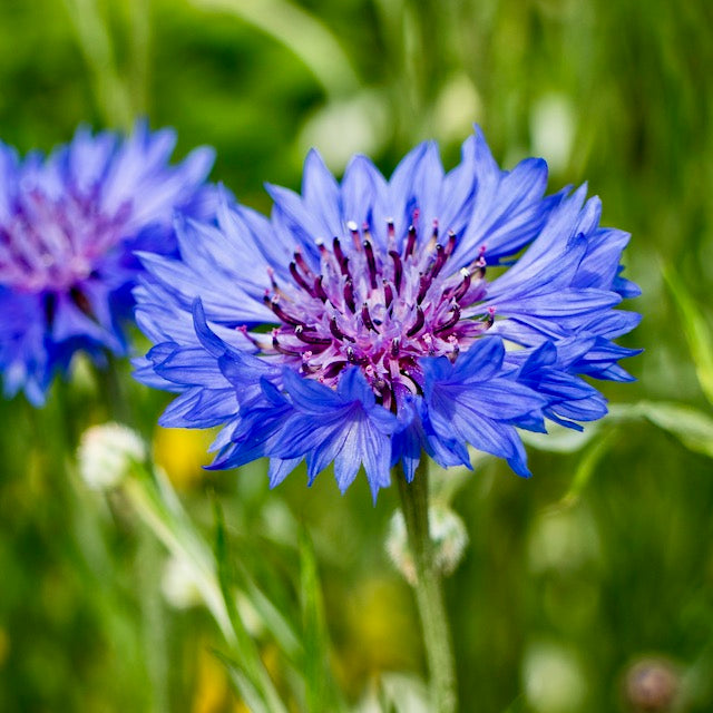 Cornflower, Blue (Centaurea cyanus)