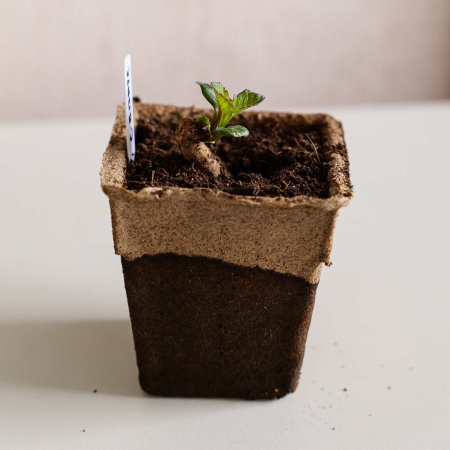 CowPots® #4 Square