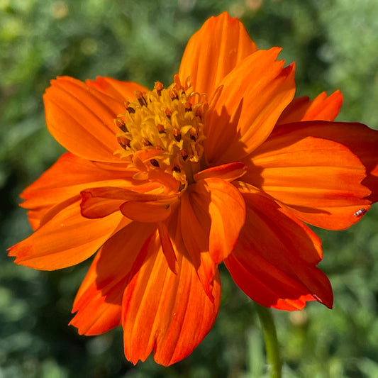 Tango Cosmos