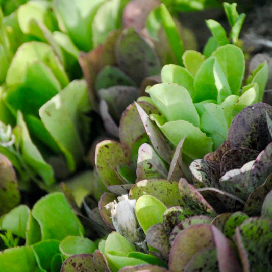 Gourmet Salad Lettuce Mix