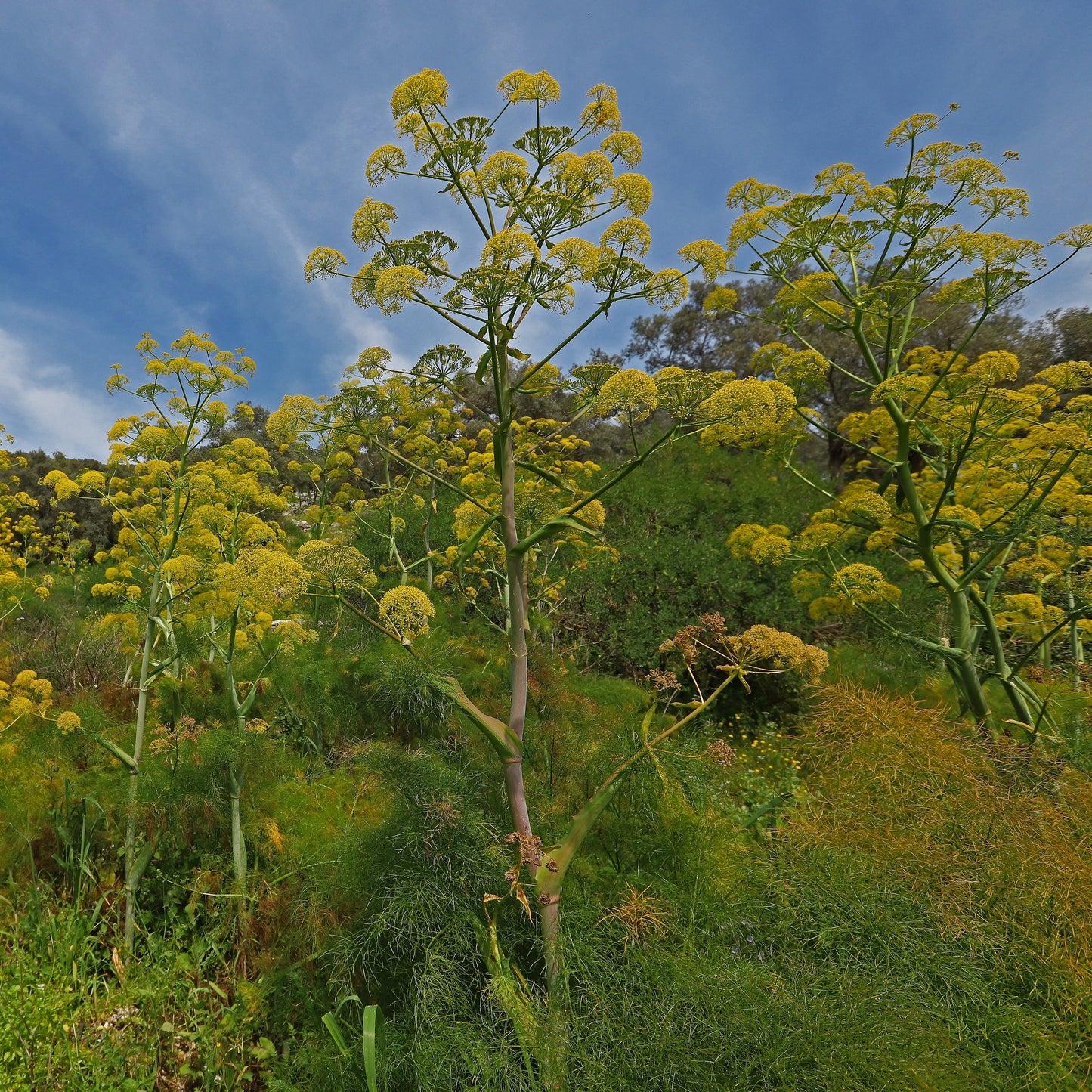 Fennel, Giant (Ferula communis)