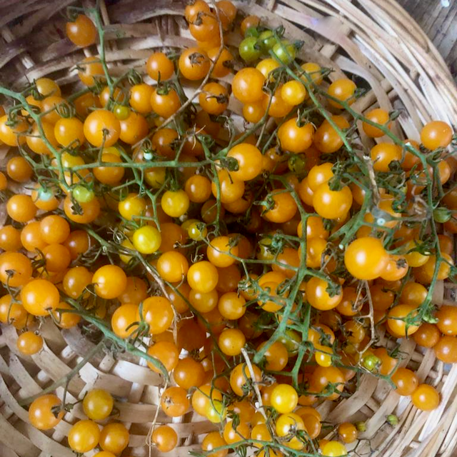 Gold Rush Currant Tomato
