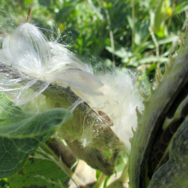 Common Milkweed
