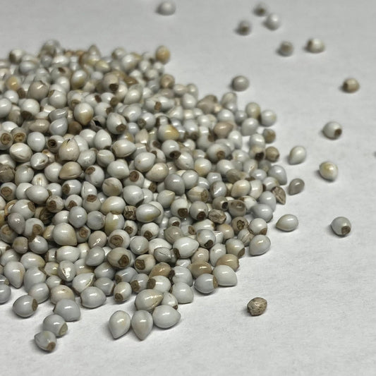 Gromwell, Red-root aka Zi Cao (Lithospermum erythrorhizon)