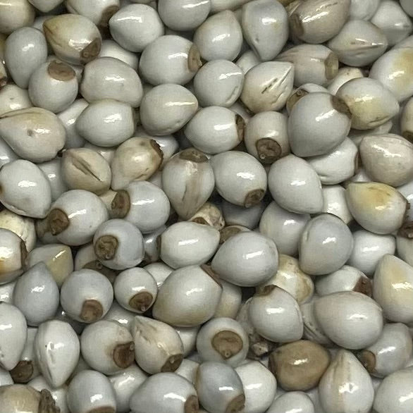 Gromwell, Red-root aka Zi Cao (Lithospermum erythrorhizon)