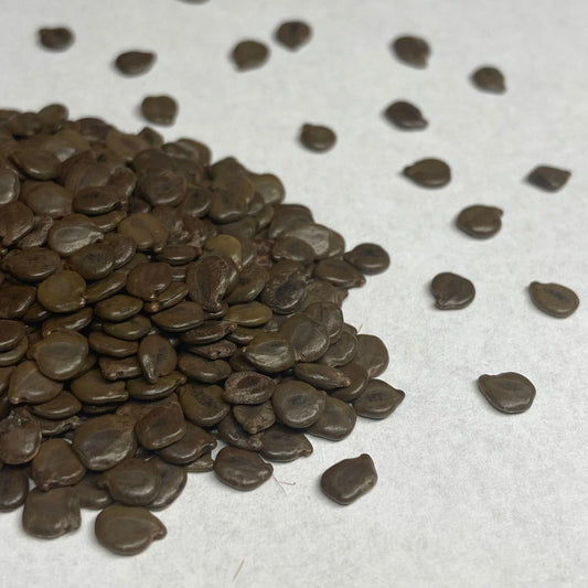 Senna, Wild (Senna hebecarpa)