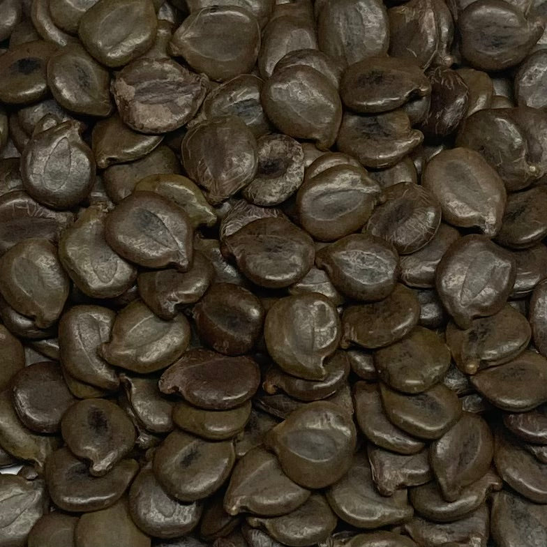 Senna, Wild (Senna hebecarpa)