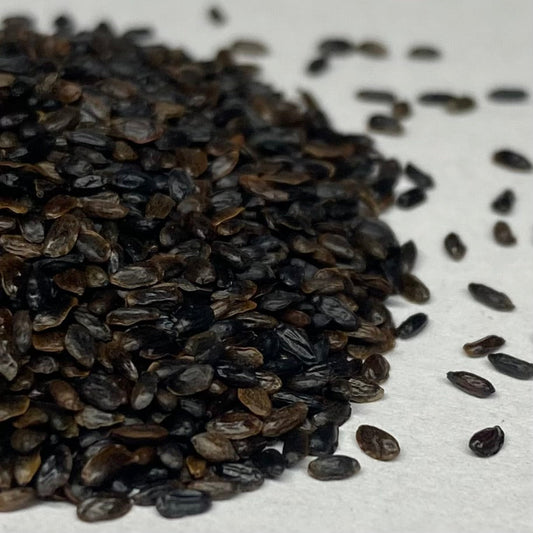 Balloon Flower aka Jie Geng (Platycodon grandiflorus)