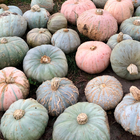 Pueblo Hubbard Squash