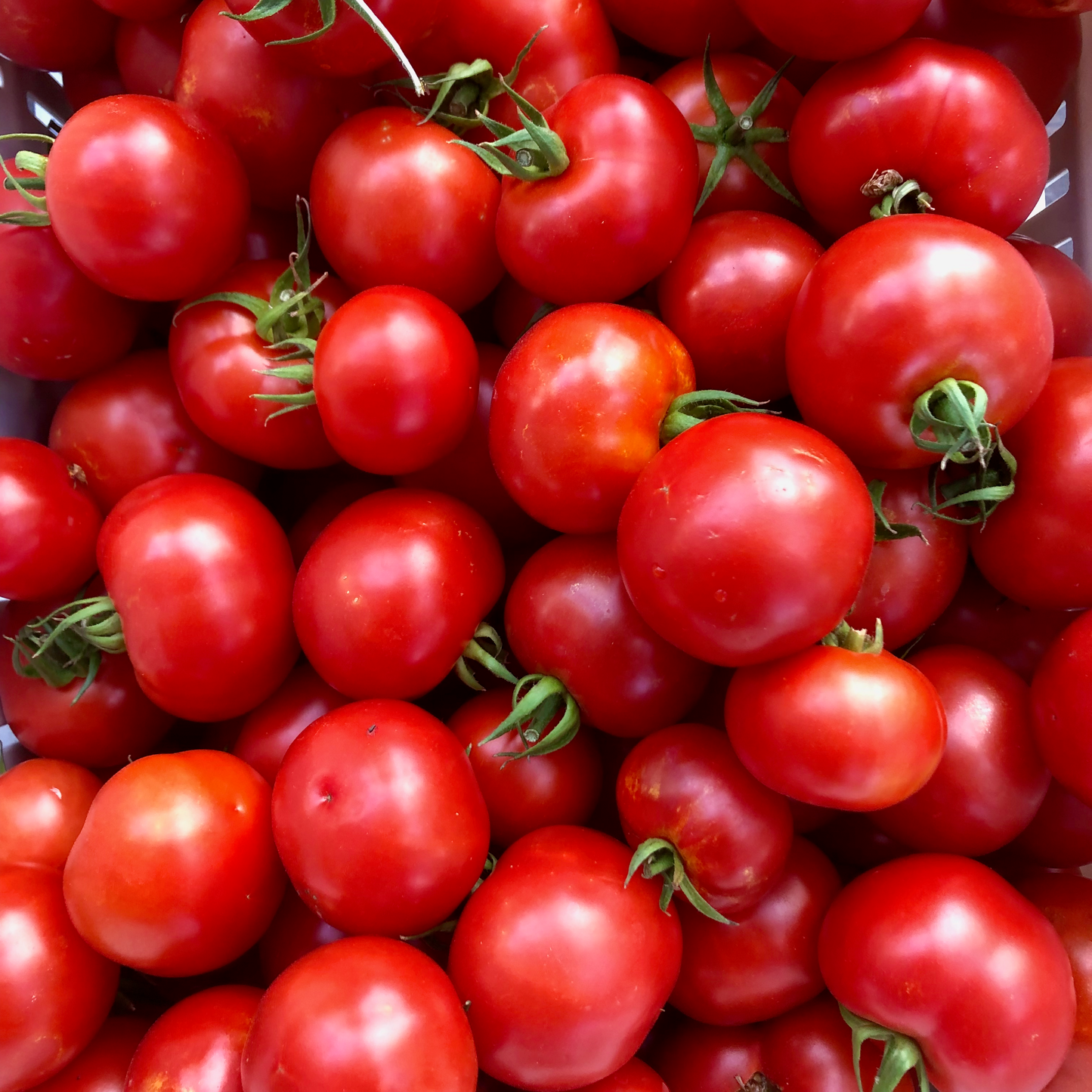 Mountain Girl Tomato