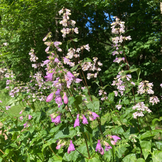 Penstemon, Smooth aka Beardtongue (Penstemon digitalis)