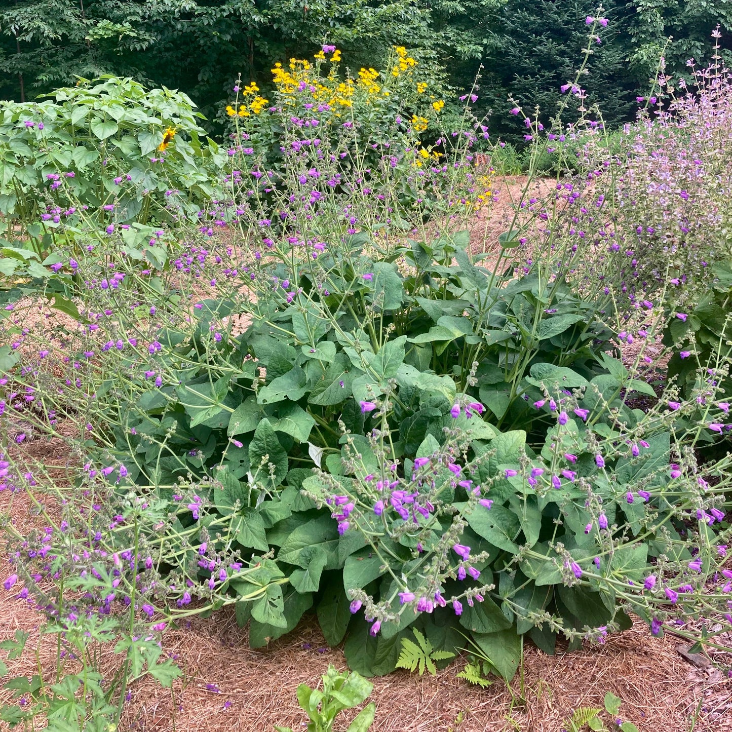 Sage, Dan-shen Gansu (Salvia przewalskii)
