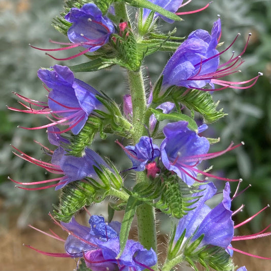 Viper's Bugloss (Echium vulgare)