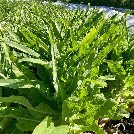 Summer 38 Celtuce (Chinese Stem Lettuce)
