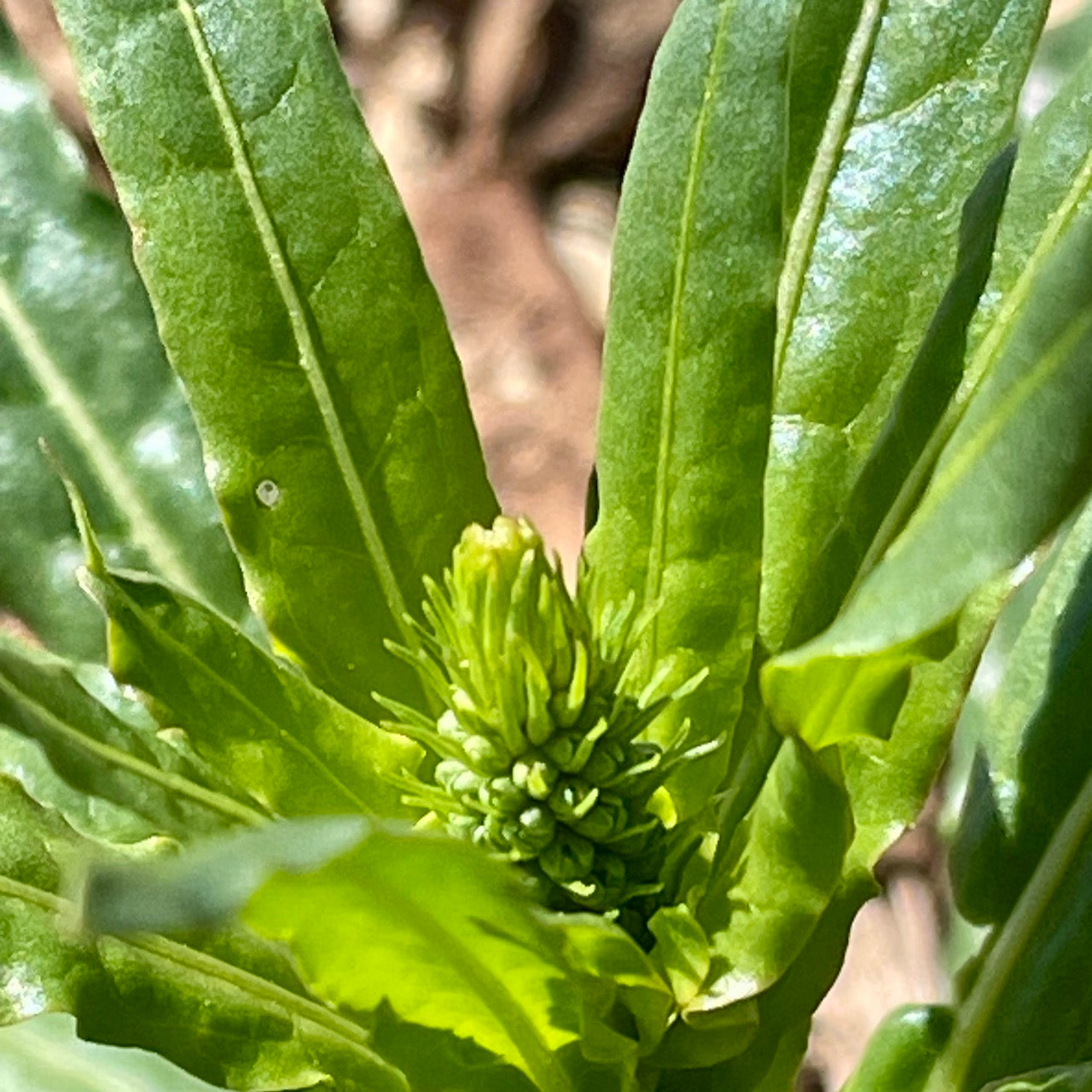 Weld (Dyer's Rocket)