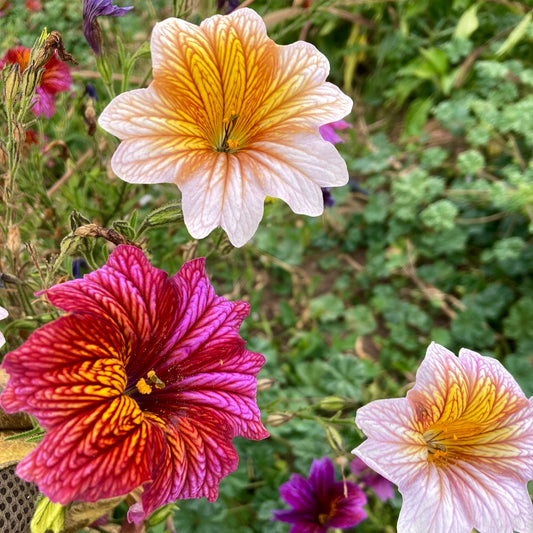 Painted Tongue (Salpiglossis)