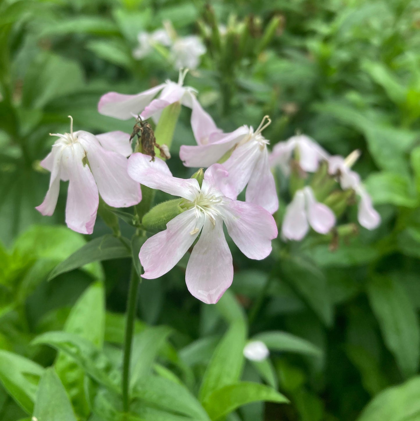 Soapwort (Saponaria officinalis)