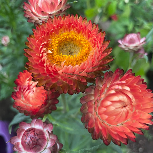Strawflower, Apricot/Peach Mix