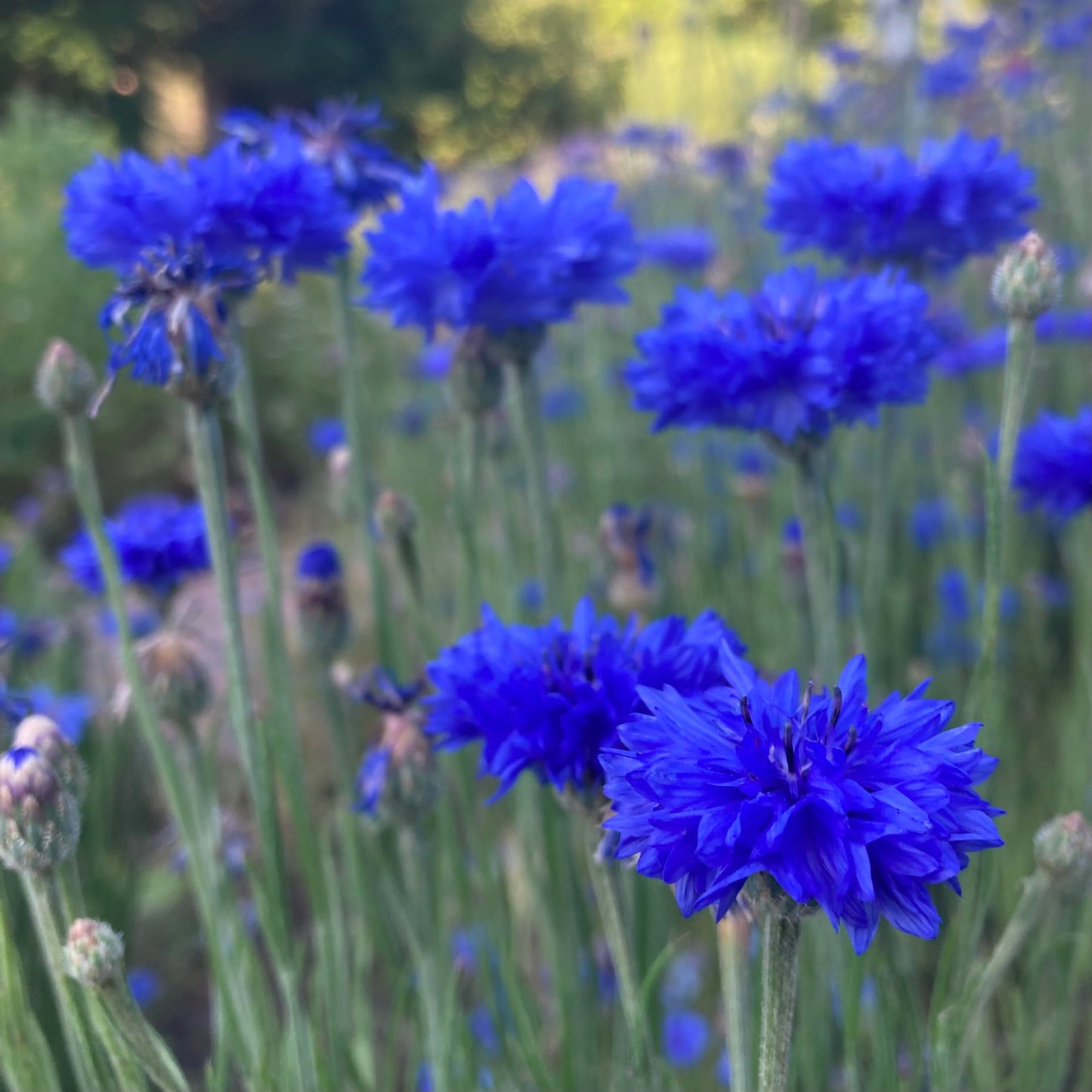 Cornflower, Blue (Centaurea cyanus)