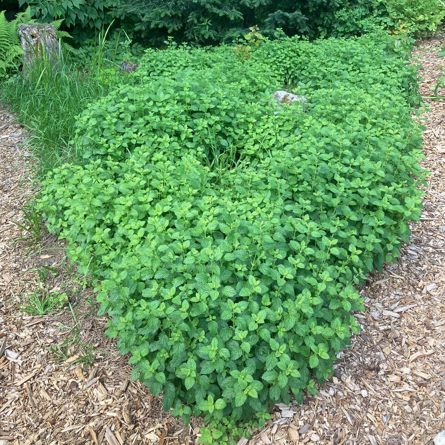 Lemon Balm (Melissa officinalis)