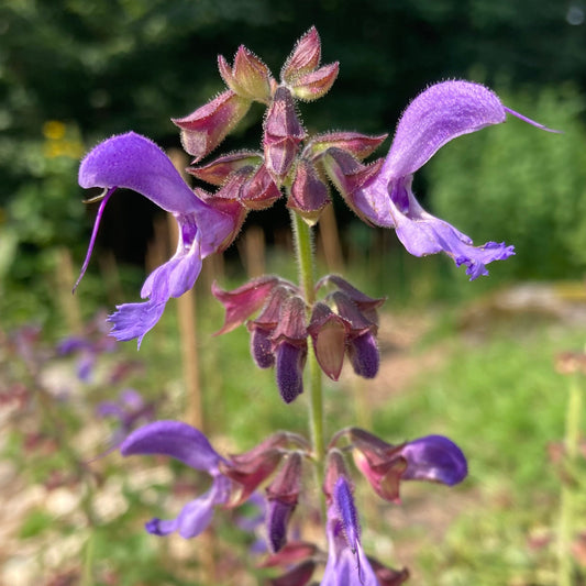Sage, Dan-shen miltiorrhiza (Salvia miltiorrhiza)